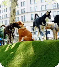Dog Image 7